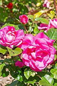 Rosa Manou Meilland, flowers