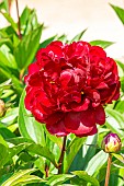 Herbaceous peony, Paeonia lactiflora Chippewa, flower