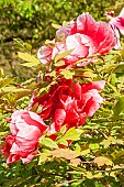 Japanase tree peony, Paeonia suffruticosa Schichi-fukujin, flowers