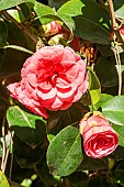 Japanese Camellia, Camellia japonica Bella Lambertii, flowers