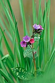 Lungwort (Pulmonaria officinalis) flowers, Gers, France