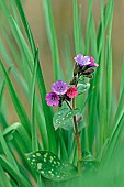 Lungwort (Pulmonaria officinalis) flowers, Gers, France