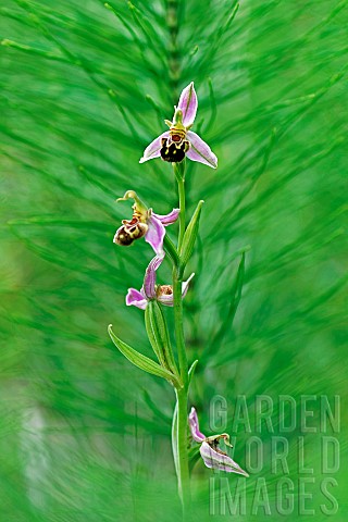 Bee_orchid_Ophrys_apifera_flowers_Gers_France