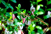 Cranberry flowers