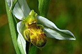 Bee orchid (Ophrys apifera form chlorantha), Guidel, Morbihan, Bretagne, France