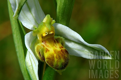 Bee_orchid_Ophrys_apifera_form_chlorantha_Guidel_Morbihan_Bretagne_France