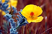 Poppy (Glaucium sp) flower, Guidel, Morbihan, Bretagne, France