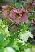 Hellebores Christmas Roses (Helloborus niger), spring flowers