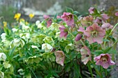 Hellebores Christmas Roses (Helloborus niger), spring flowers