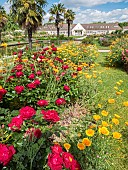Rosa rekord Milano in bloom and California poppy (Eschscholzia californica), Ecole du Breuil, Paris, France