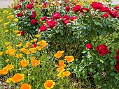 Rosa rekord Milano in bloom and California poppy, Eschscholzia californica