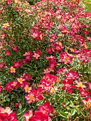 Rosa Star Profusion in bloom