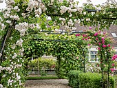 Rosa Félicitie et Perpétue, Rosa Grimpant Manou Meilland, Ecole du Breuil, Paris, France