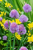 Chives, Allium schoenoprasum and Golden Garlic, Allium moly, flowers