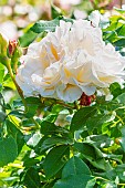 Perpetual White Moss Rosebush, Rosa Quatre Saisons Blanc Mousseux, Damask Rose, fleur