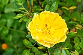 Rosa Nadia Meillandecor, flower