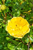 Rosa Nadia Meillandecor, flower