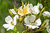 Rosa pteragonis Cantabrigiensis, flowers