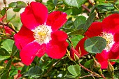 Rosa Star Profusion, fleurs