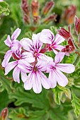 Scented leaf Pelargonium, Mint scented, Pelargonium Grey Lady Plymouth , flowers