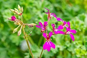 Scented leaf Pelargonium, Mint scented, Pelargonium Deerwood Lavender Lad, flowers