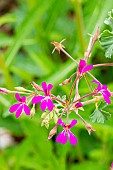 Scented leaf Pelargonium, Mint scented, Pelargonium Deerwood Lavender Lad, flowers