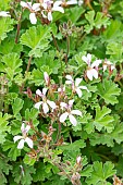 Scented leaf Pelargonium, Pelargonium Ardwick Cinnamon, flowers