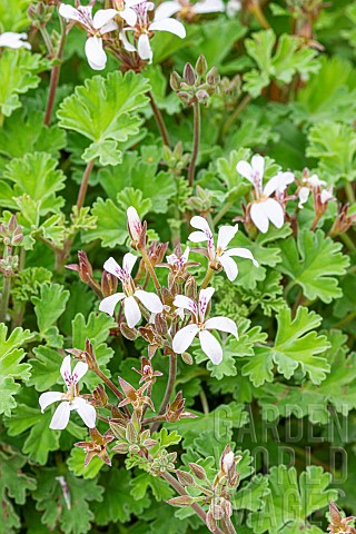 Scented_leaf_Pelargonium_Pelargonium_Ardwick_Cinnamon_flowers