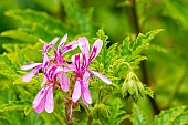 Pheasants Foot Geranium, Pelargonium glutinosum, flowers