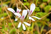 Scented leaf Pelargonium, Pelargonium trifidum sect Jenkinsonia, flowers