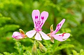 Sandalwood scented, Pelargonium viscosissimum, flowers