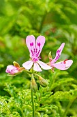 Sandalwood scented, Pelargonium viscosissimum, flowers
