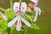 Scented geranium, Pelargonium graveolens, flowers