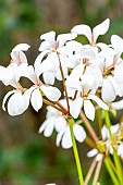 Scented geranium, Sorrel cranesbill, Pelargonium multibracteatum, flowers