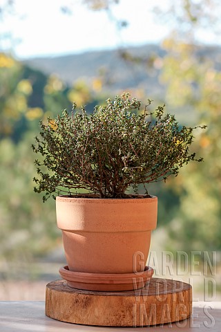 Thyme_plant_Thymus_vulgaris_in_pot_in_autumn_Provence_France