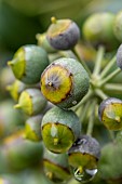 Ivy (Hedera helix) berries in december, Bouches-du-Rhone, France