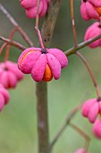 Common spindle tree (Euonymus europaeus) fruit, Bouches-du-Rhone, France