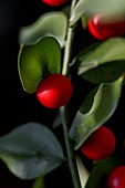 Butchers Broom (Ruscus aculeatus) berries in december, Gard, France