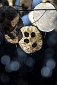 Annual Honesty (Lunaria annua), backlit dry seedpod with seeds