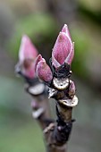 Tree peony (Paeonia suffruticosa) buds in winter, Gers, France