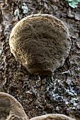 Cushion Bracket (Phellinus tuberculosus) on an old Plumtree, Gers, France