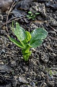 Young Broad bean (Vicia faba) in an organic garden in december