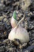 Aillet green garlic (Allium sativum) sending up stalk in december
