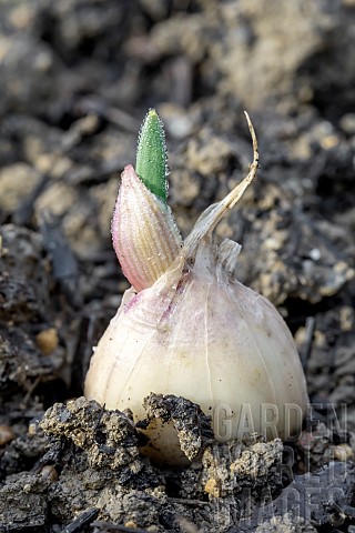 Aillet_green_garlic_Allium_sativum_sending_up_stalk_in_december