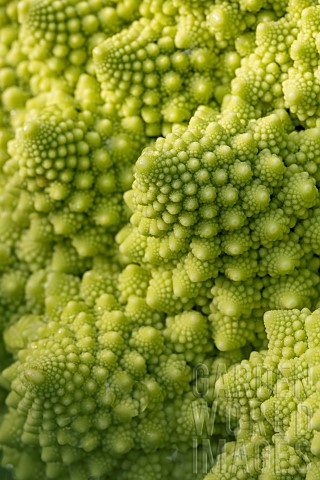 Romanesco_broccoli_closeup
