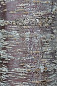 Sargents cherry (Prunus sargentii Rancho) bark