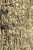 Lucombe oak (Quercus x hispanica Diversifolia) bark