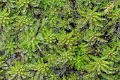 Parrot feather watermilfoil (Myriophyllum aquaticum) in a garden pond in winter, Gers, France