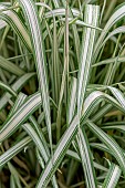 Gardeners garters (Phalaris arundinacea picta) Feesey