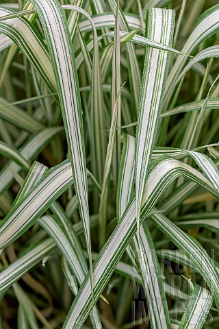 Gardeners_garters_Phalaris_arundinacea_picta_Feesey